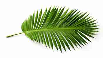 Photo isolated palm leaf on white