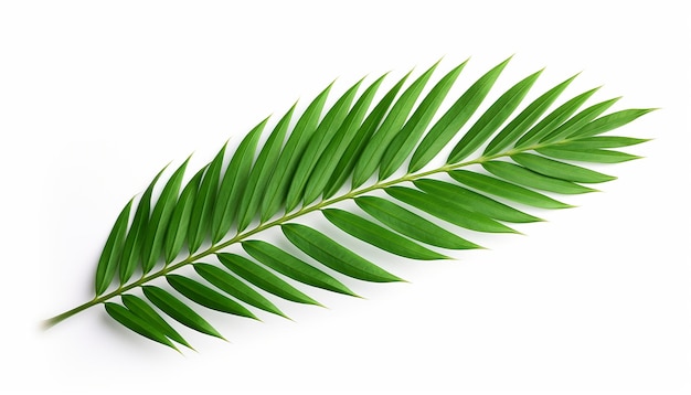 Isolated Palm Leaf