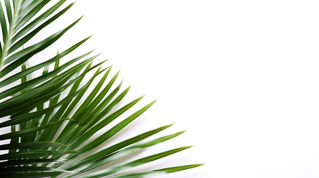 isolated palm leave tropical decorate on white background