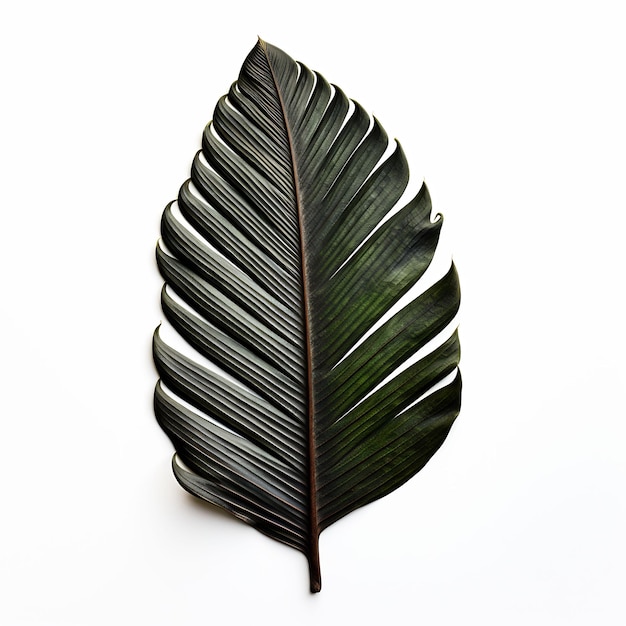 Isolated of a Palm Shaped Cast Iron Plant Leaf on W Leaf Decoration on White Background