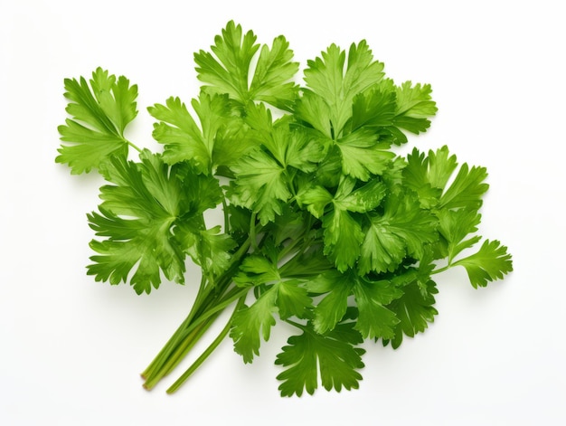 Isolated parsley herb on white background viewed from the top