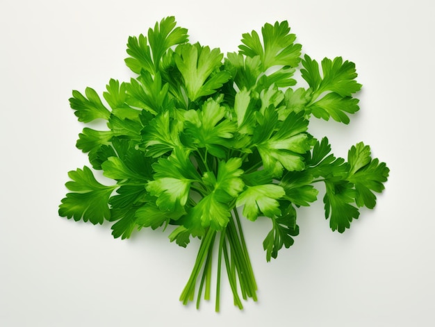 Isolated parsley herb on white background viewed from the top