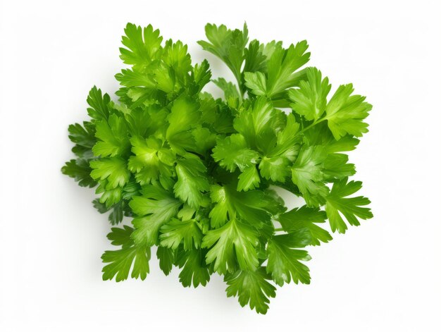 Isolated parsley herb on white background viewed from the top