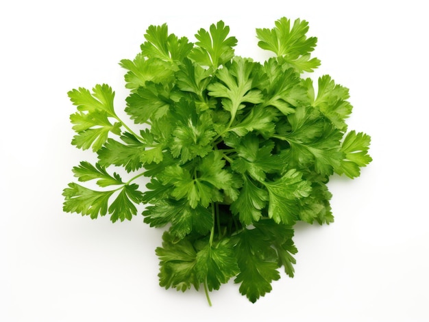 Isolated parsley herb on white background viewed from the top