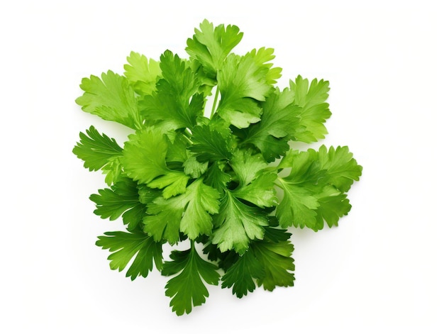 Isolated parsley herb on white background viewed from the top