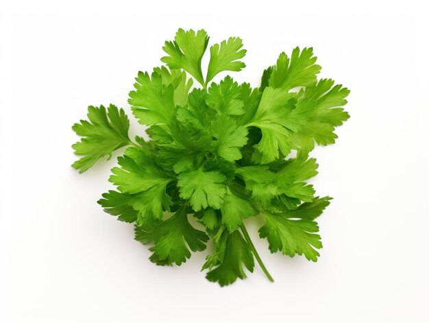 Isolated parsley herb on white background viewed from the top
