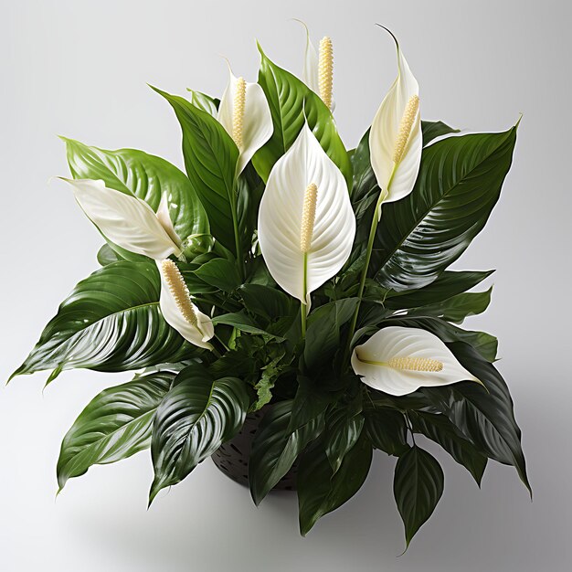 Isolated of peace lily an elegant and graceful plant featuri top view on white background