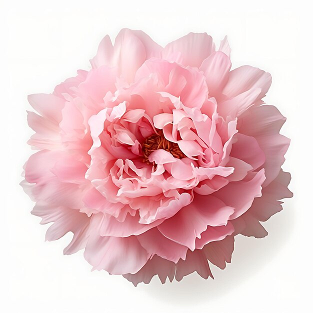 Isolated of peony flower showcasing its voluminous ruffled b top view shot on white background