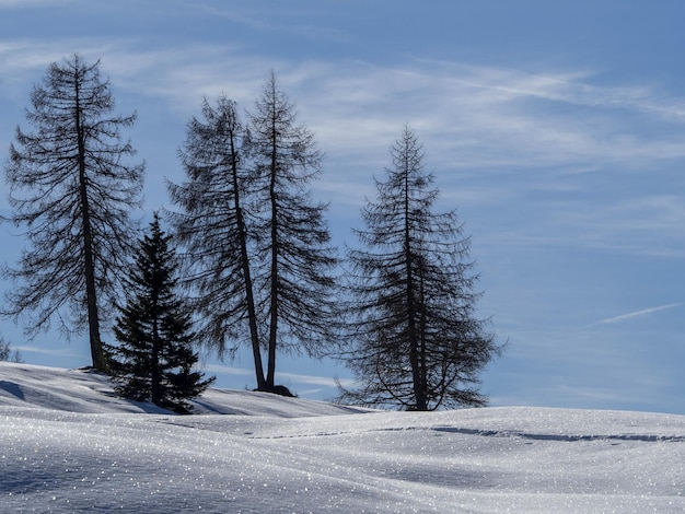 산에서 눈에 고립 된 소나무 실루엣