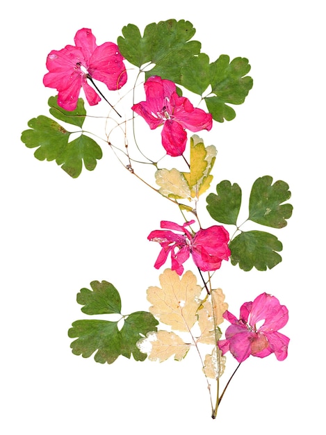 Isolated pink geranium application of dried pressing bright flowers