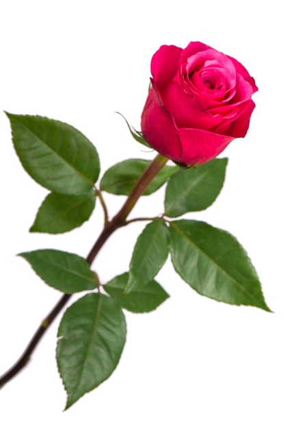 Isolated pink rose flower on a white background