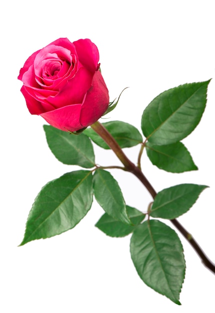 Isolated pink rose flower on a white background