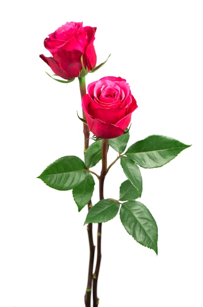 Isolated pink roses flower on a white background