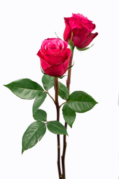 Isolated pink roses flower on a white background