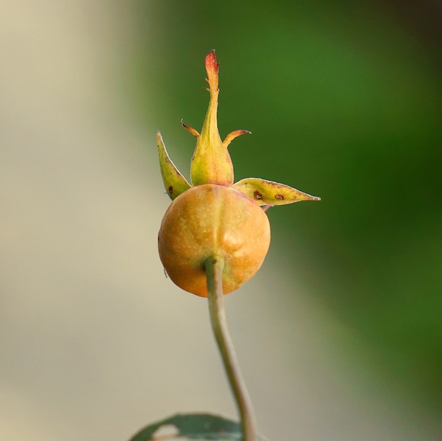 自然の庭の孤立した植物