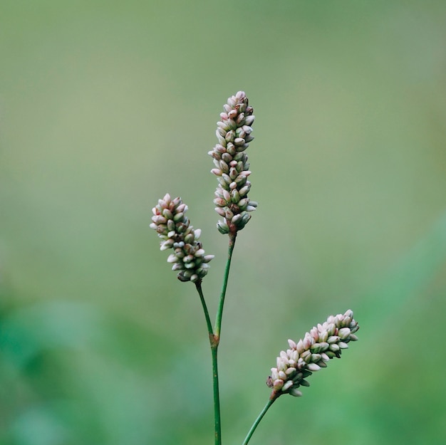 自然の庭の孤立した植物