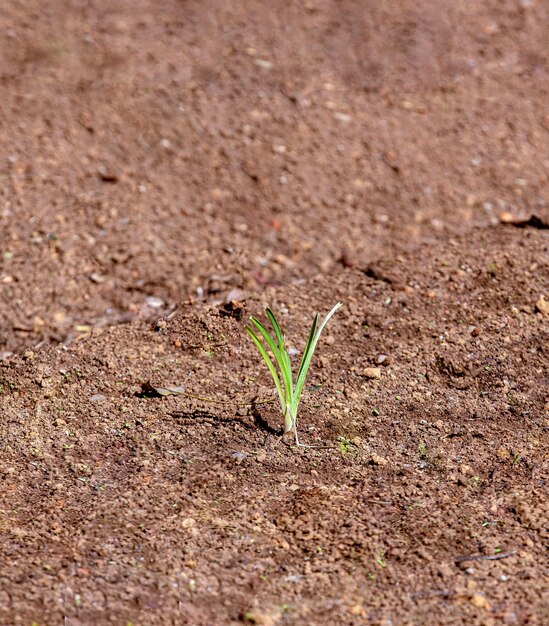 Isolated plant sprout