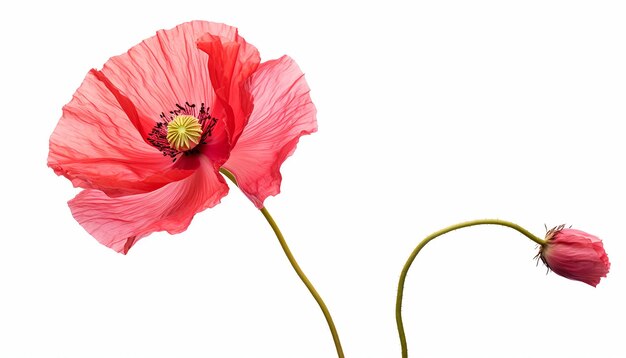 Photo isolated poppy flower elevation side view