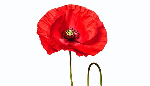 Isolated poppy flower elevation side view