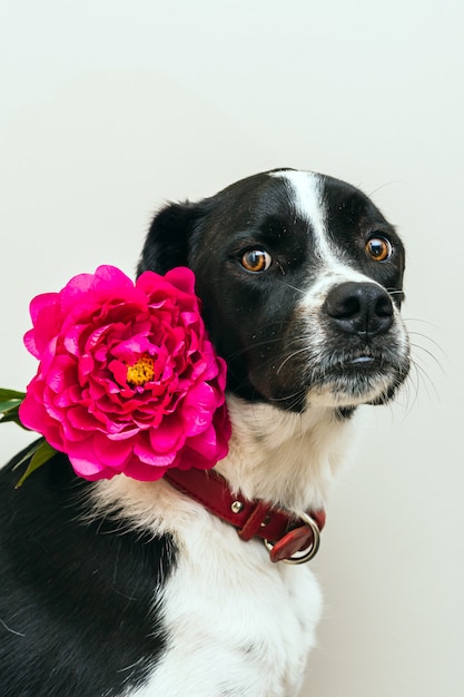 Isolated portrait of a beautiful black and white dog wearing a pink flower in studio with white background