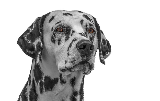 An isolated portrait of a Dalmatian looking forward