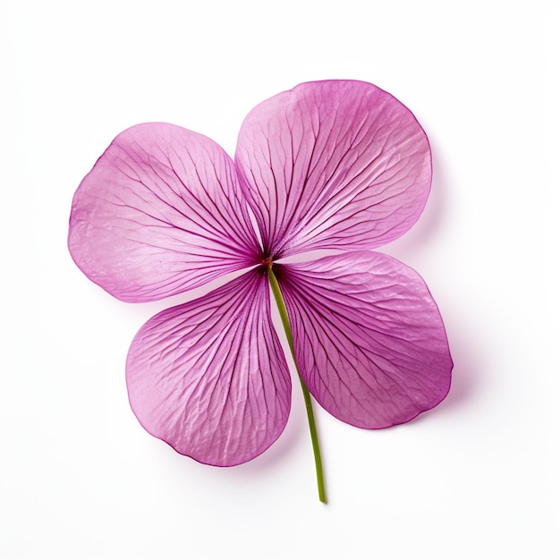 Isolated of a Purple Oxalis Leaf on White Backgroun Leaf Decoration on White Background