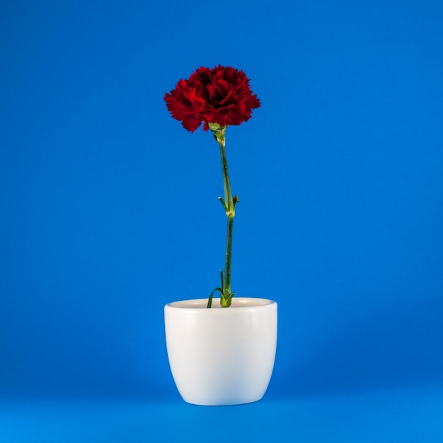 Isolated red carnation on colored background