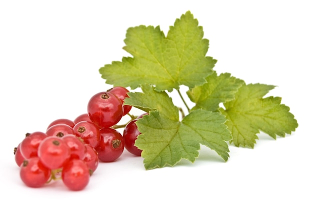 Isolated red currant