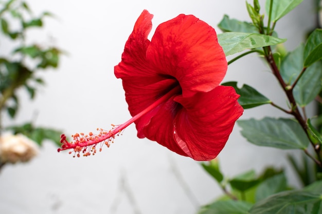 히비스커스 rosasinensis L의 고립 된 붉은 꽃