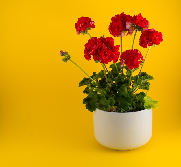 Isolated red geraniums in a white pot