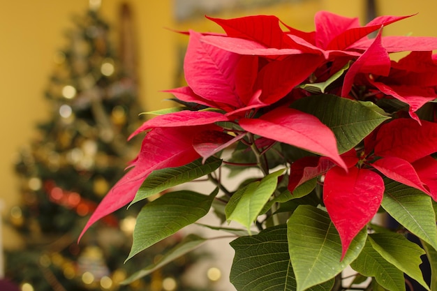 Photo isolated red poinsettia with blurred christmas background