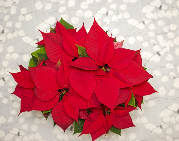 Photo isolated red poinsettia