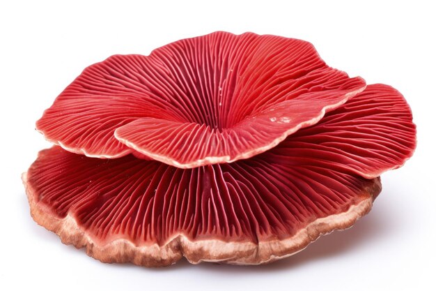 Photo isolated red reishi mushroom on white background with clipping path