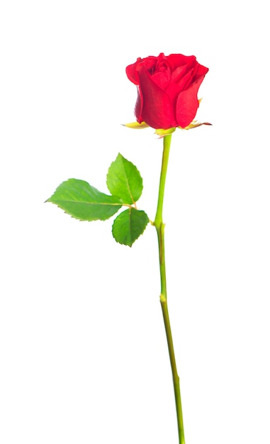 Isolated red rose flower on a white background