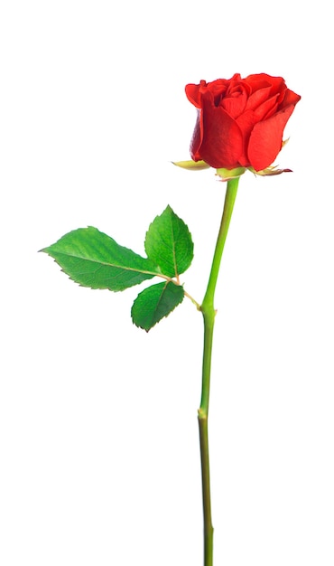 Isolated red rose flower on a white background