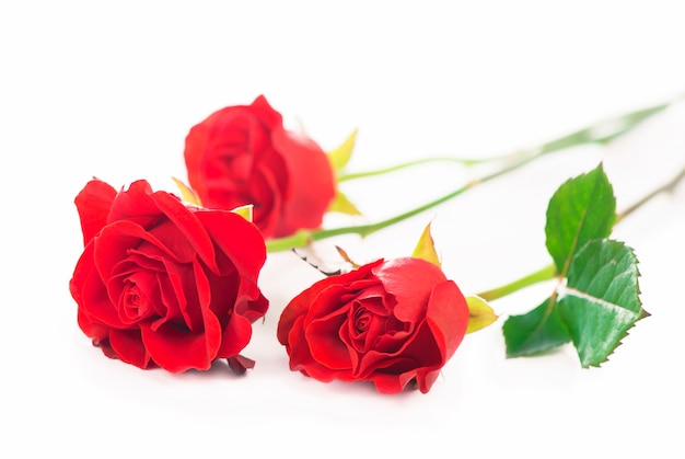 Isolated red roses flower on a white background