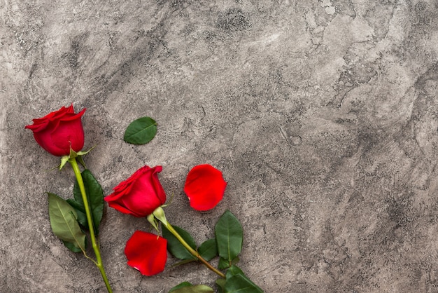 Isolated red roses on a gray background