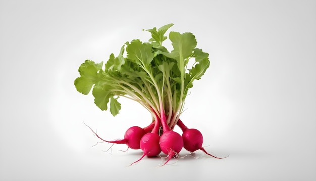 Isolated a root of radish over white