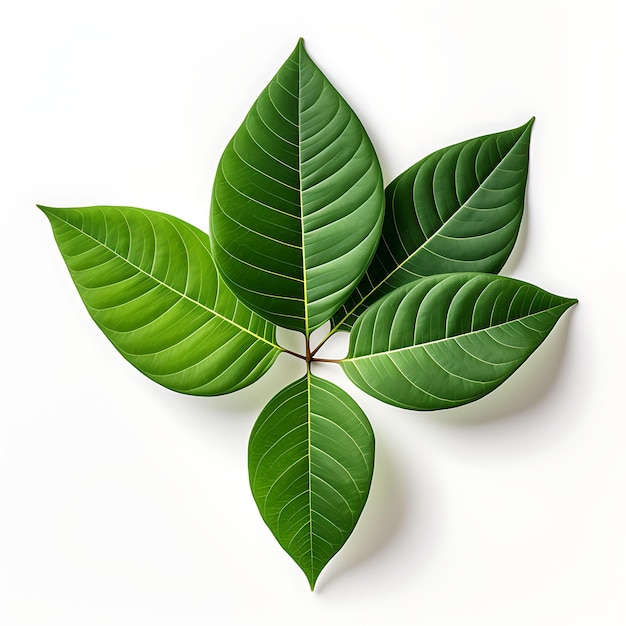 Isolated of Schefflera Leaf Highlighting Its Glossy Surface Top View on White Background