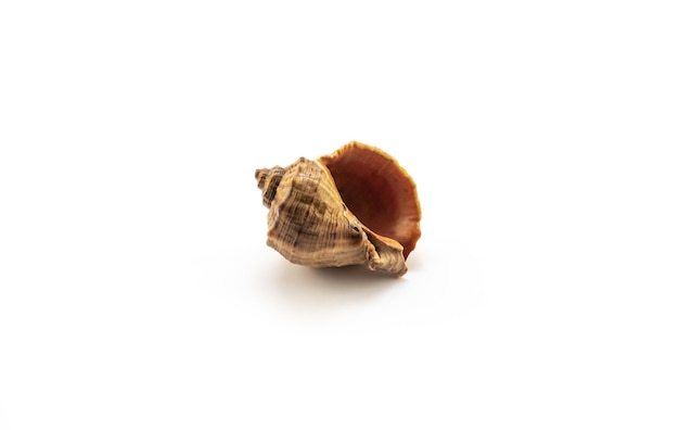 Isolated shells with white Background