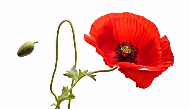 Isolated Side View of Poppy Flower Silhouette on White Background