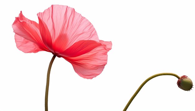 Isolated Side View of Poppy Flower