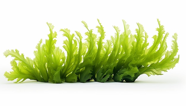 Photo isolated side view of sea plant