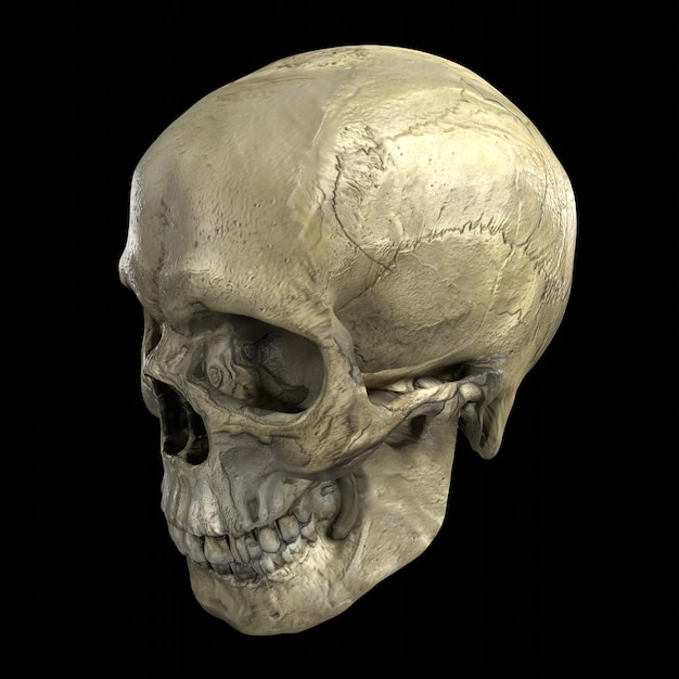 isolated skull on black background
