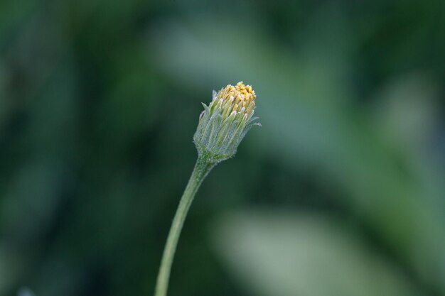 Foto piccolo fiore isolato