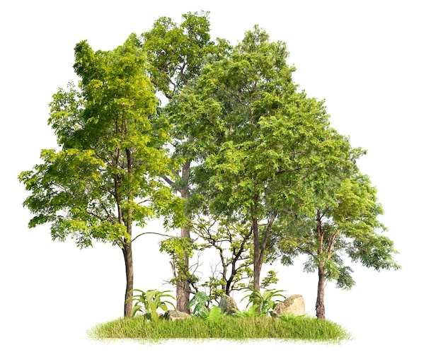 Isolated small forest on white background