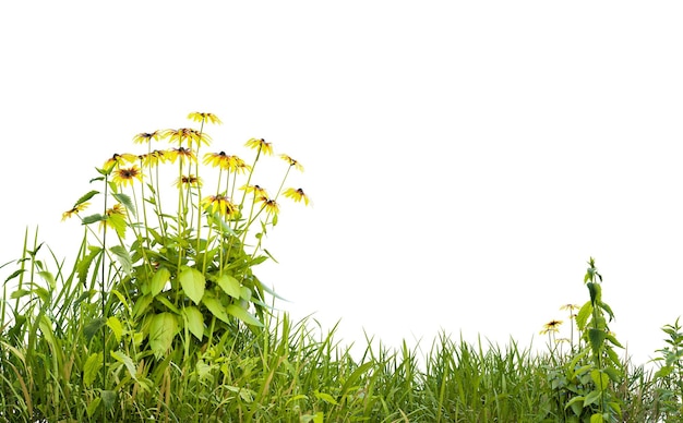 Фото Изолированное небольшое травяное поле и желтые цветы на белом фоне с вырезками
