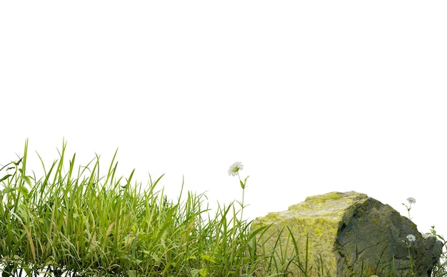写真 クリッピング パスと白い背景に分離された小さな芝生フィールド