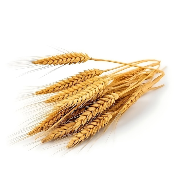 白い背景の写真の Pl のような背の高い草のような、スペルト小麦の穀粒の色薄茶色の形の分離