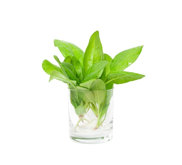 isolated spinach leaves in a transparent glass